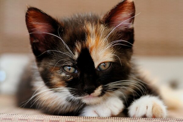 Tricolor cute kitten. Cute face