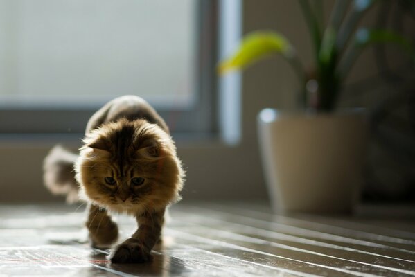 Gatto che cammina sul parquet di legno