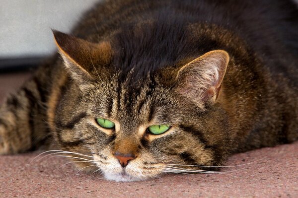 Schnurrbart gestreifte schläfrige Katze mit smaragdgrünen Augen