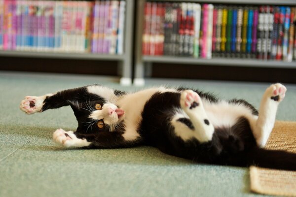 Chat jouant dans la maison sur le sol