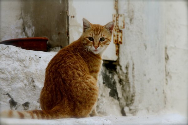 Rote Katze auf Wandhintergrund