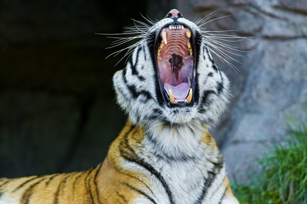 Colmillos formidables del tigre de Amur