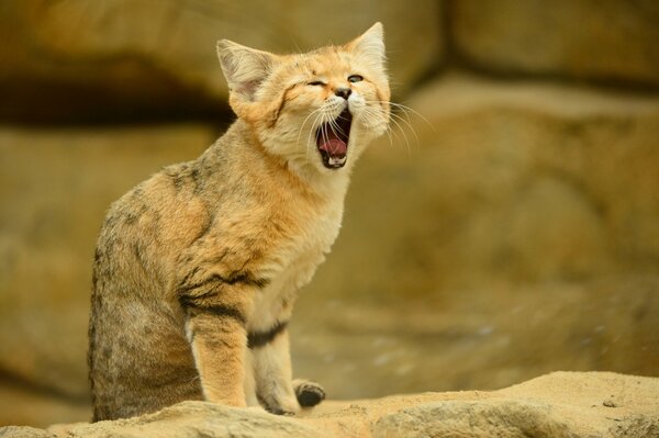 The yawning sand cat stuck out its tongue