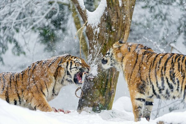 Lotta delle tigri dell Amur sulla neve