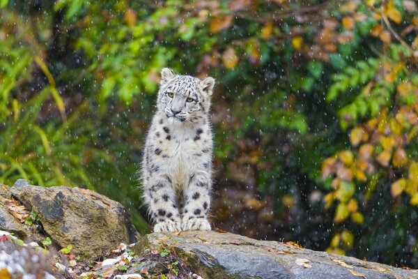 The snow leopard is walking. Snow is falling