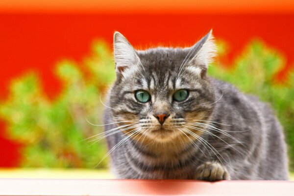 Grey cat on a bush background