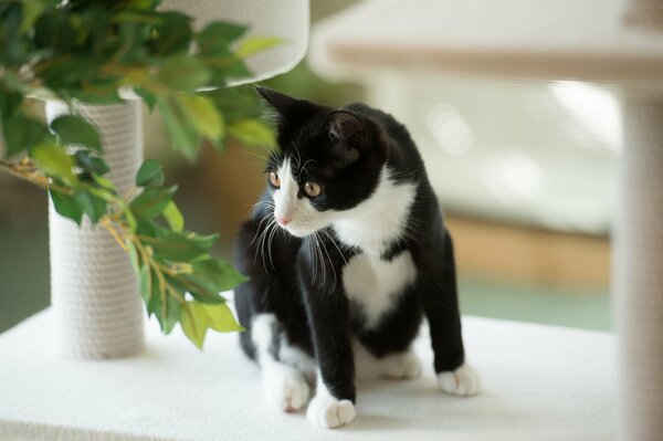 Gatto bianco e nero e ramoscelli con foglie verdi