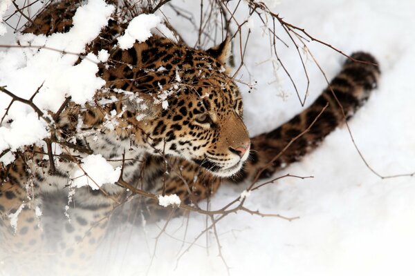 Spotted jaguar in the snow sleeping cat on a red blanket