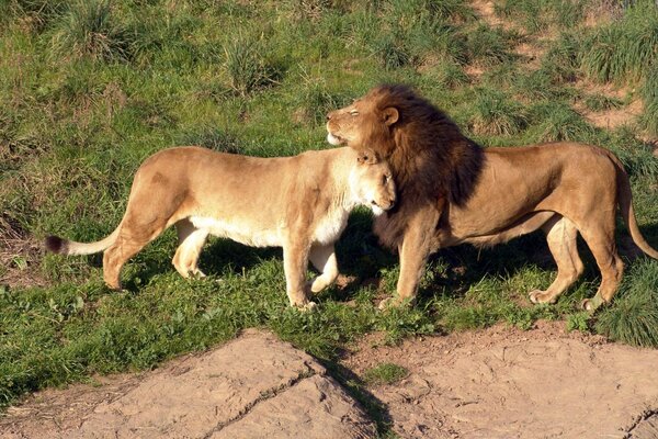 The pride king caresses the female