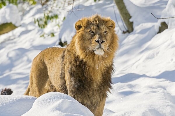 Asiatischer Löwe, ein Raubtier im Winter