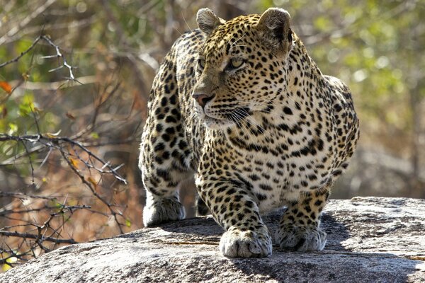 Ein Leopard schleicht sich leise über einen Stein