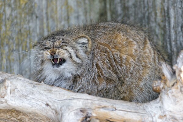 Manul, sorridendo, si siede su un albero