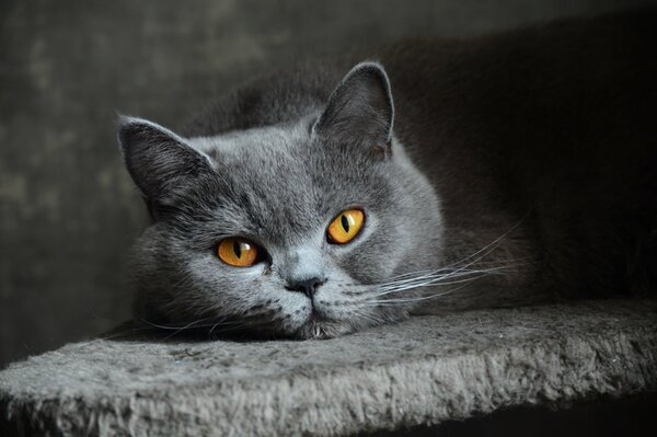 Gatto britannico. Occhio di gatto