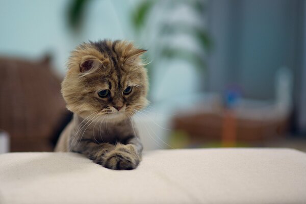 A shorn kitten with a shaggy muzzle