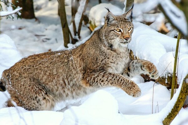 Lynx jump from behind a snowdrift