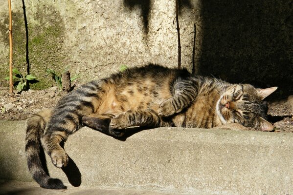 Schlaf Katze Straße Ohren