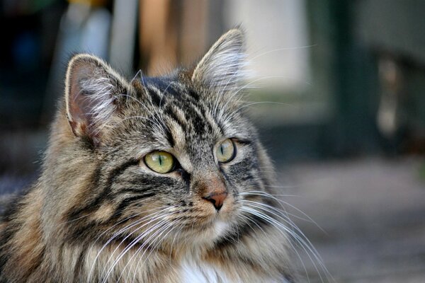 Fluffy cat with green eyes