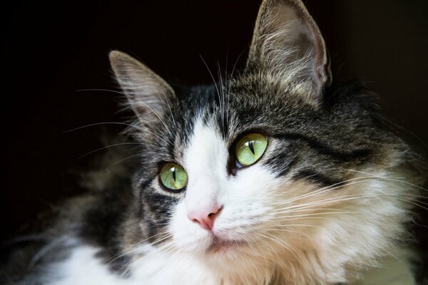 Porträt einer weiß-schwarzen Katze mit grünen Augen