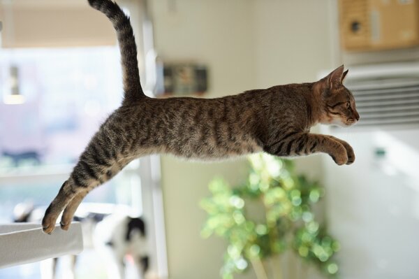 Image of a cat jumping in a room