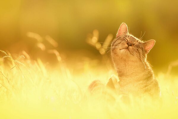 Faccia felice del gatto sull erba solare