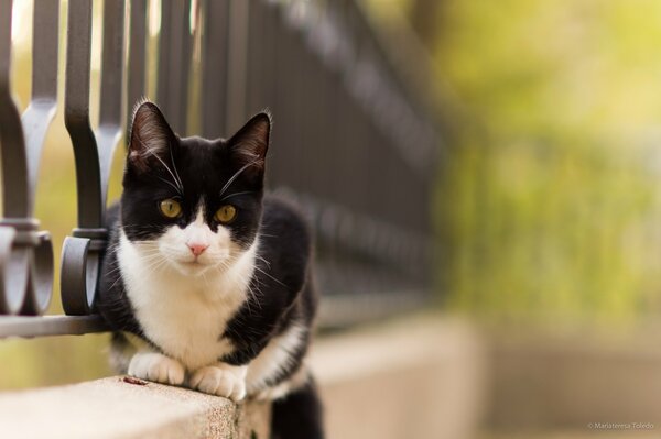 Schwarz-weiße Katze sitzt auf einem Zaun