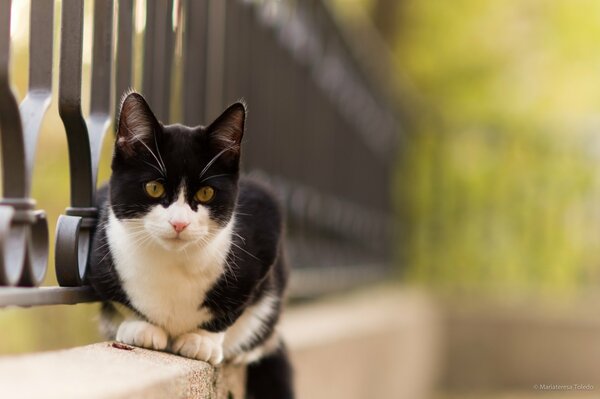 Gatto bianco e nero seduto sul recinto