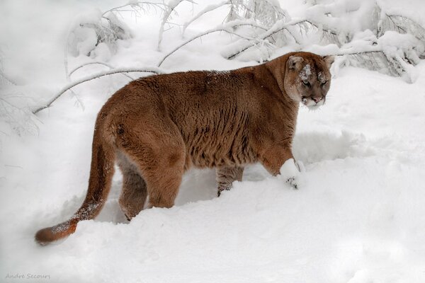 Mountain Lion Snow Walk