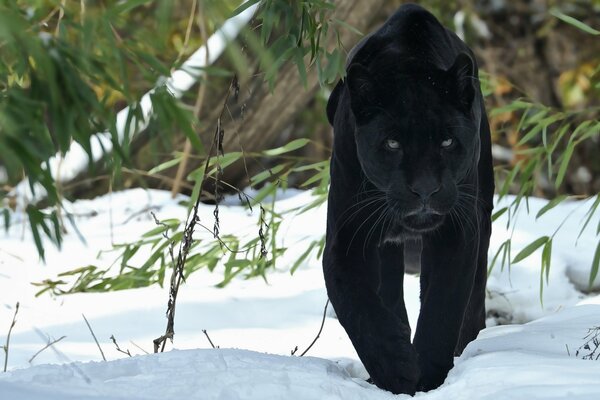 Panthère noire se faufile dans la neige