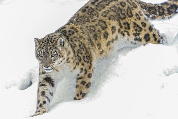 Snow leopard sneaks through the snow