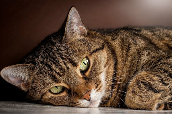 Pręgowany kot z otwartymi zielonymi oczami