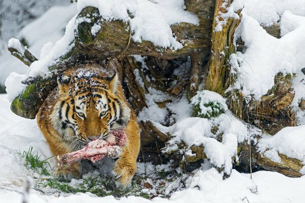 Amur tiger after winter hunting