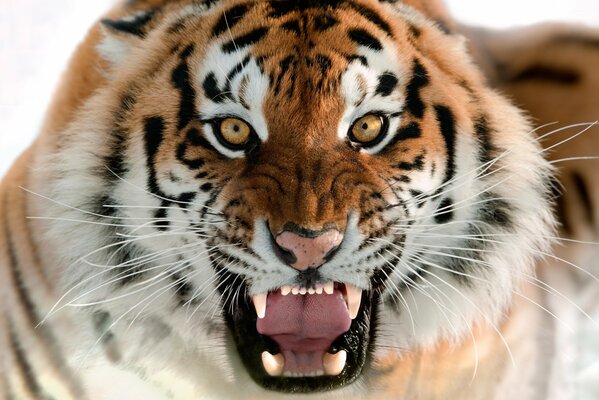 The grin of the evil Amur tiger
