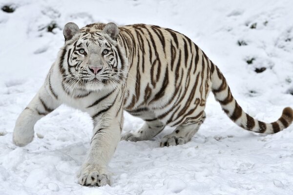 Weißer Tiger auf weißem Schnee