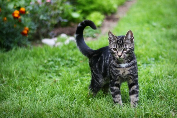 Chaton rayé joue sur l herbe verte