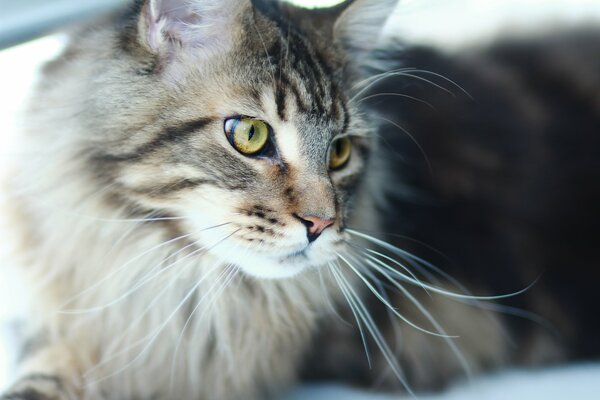 Melancólico Maine Coon con ojos verdes