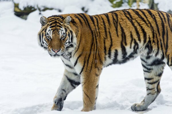 Tigre dell Amur sulla neve