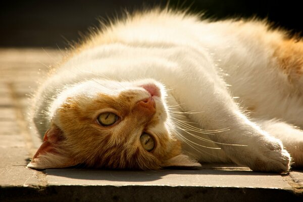 Gato de pelo blanco descansa