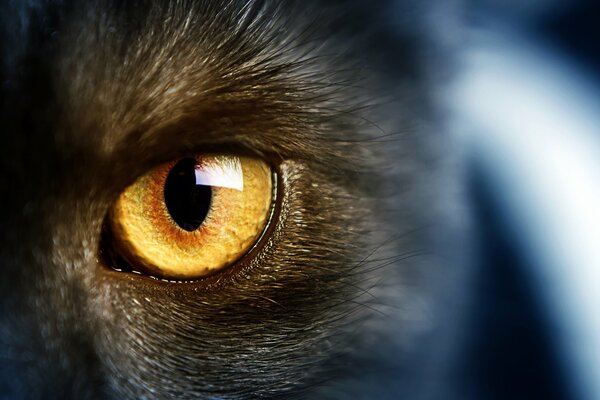 Yellow eyes of a wild cat