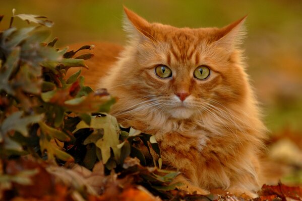 Chat roux dans les feuilles d automne vue de chasseur