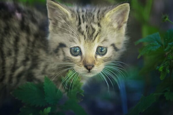 Pequeño gatito gris a rayas