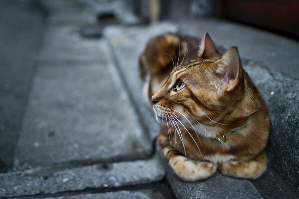 Sguardo del gatto con il collare intorno al collo