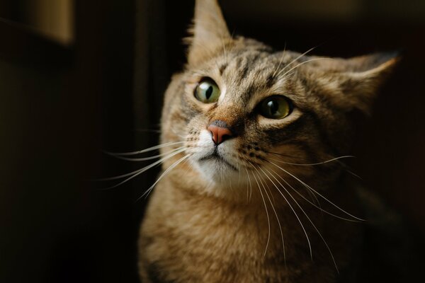 The muzzle of a cat on a black background