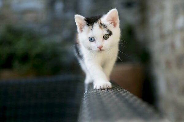 Le chat marche gracieusement sur la clôture