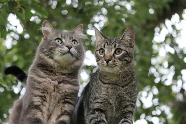 Mom and son kitten are looking at something in surprise