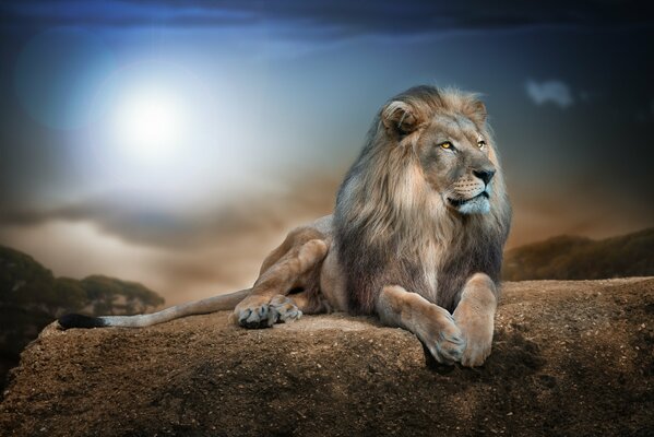 A beautiful lion lying on a stone