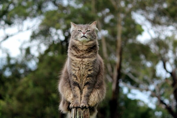 El gato se sienta exactamente en la cerca