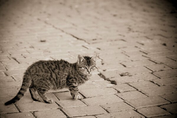 All aperto, un gattino grigio a strisce