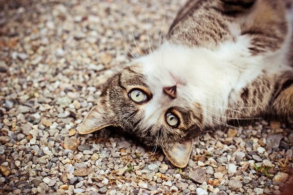 Regard ludique de chat, les yeux comme des cailloux, le chat sur les pierres