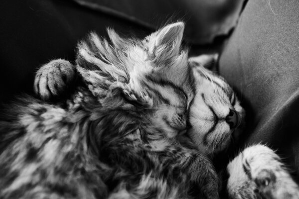 Little kittens are sleeping peacefully