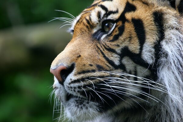 A close-up photo of a tiger